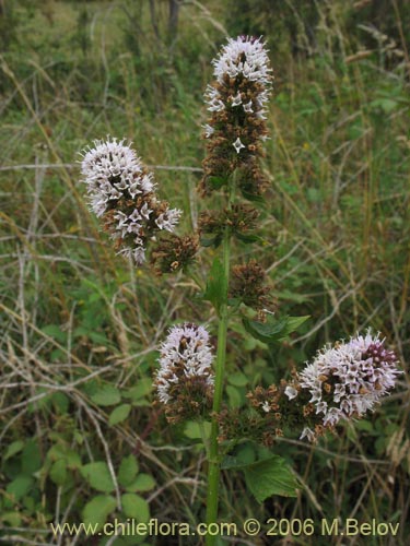 Imágen de Mentha aquatica (Hierba buena / Bergamota / Sándalo de agua). Haga un clic para aumentar parte de imágen.